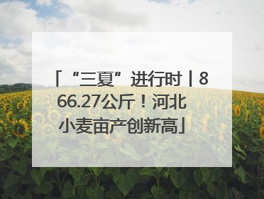 “三夏”进行时丨866.27公斤！河北小麦亩产创新高