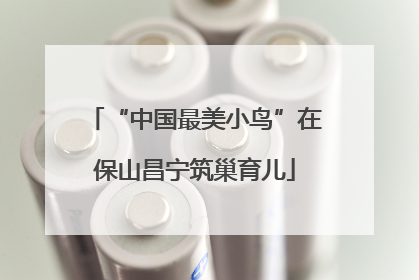 “中国最美小鸟”在保山昌宁筑巢育儿