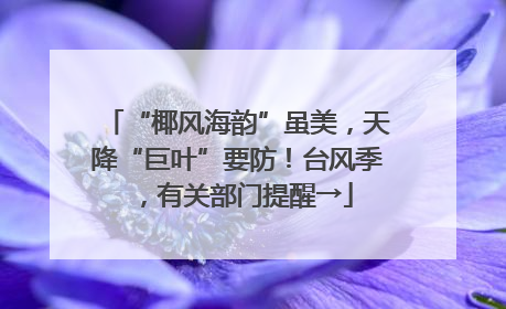 “椰风海韵”虽美，天降“巨叶”要防！台风季，有关部门提醒→