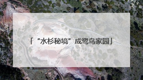 “水杉秘境”成鹭鸟家园
