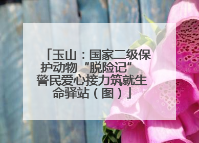 玉山：国家二级保护动物“脱险记” 警民爱心接力筑就生命驿站（图）
