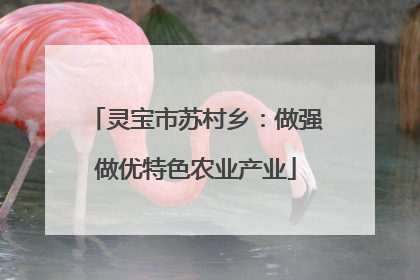 灵宝市苏村乡：做强做优特色农业产业