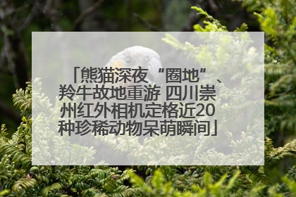 熊猫深夜“圈地”、羚牛故地重游 四川崇州红外相机定格近20种珍稀动物呆萌瞬间