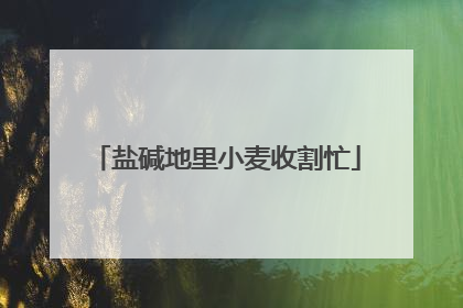 盐碱地里小麦收割忙
