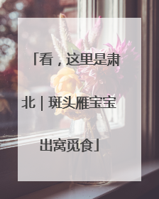 看，这里是肃北｜斑头雁宝宝出窝觅食