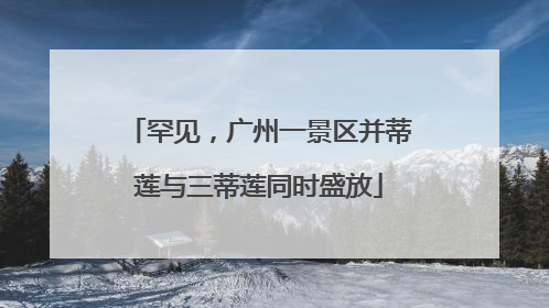 罕见，广州一景区并蒂莲与三蒂莲同时盛放