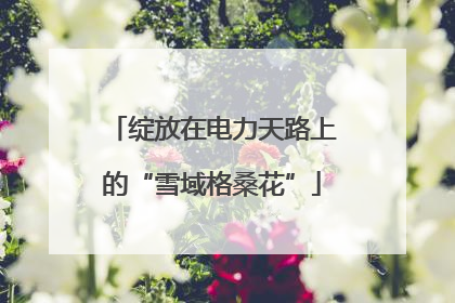绽放在电力天路上的“雪域格桑花”