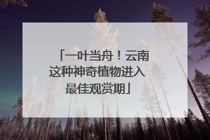 一叶当舟！云南这种神奇植物进入最佳观赏期