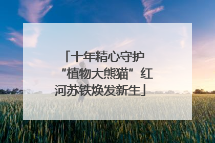 十年精心守护 “植物大熊猫”红河苏铁焕发新生