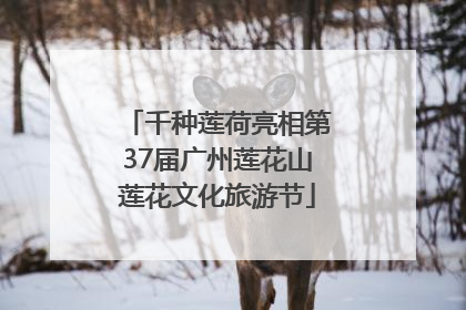 千种莲荷亮相第37届广州莲花山莲花文化旅游节
