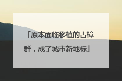 原本面临移植的古樟群，成了城市新地标