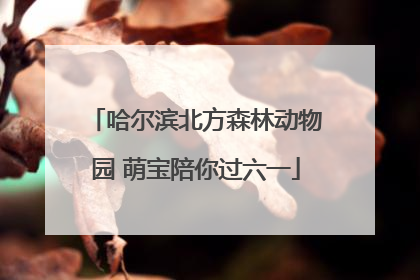 哈尔滨北方森林动物园 萌宝陪你过六一