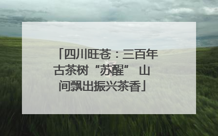 四川旺苍：三百年古茶树“苏醒” 山间飘出振兴茶香
