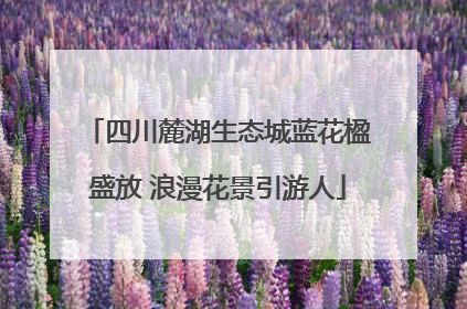 四川麓湖生态城蓝花楹盛放 浪漫花景引游人