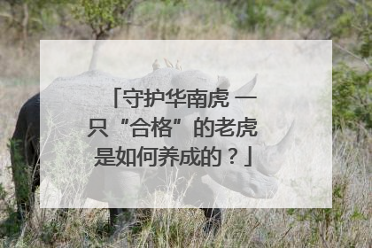守护华南虎 一只“合格”的老虎是如何养成的？