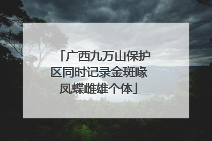 广西九万山保护区同时记录金斑喙凤蝶雌雄个体