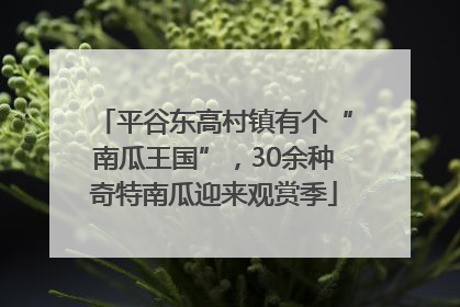 平谷东高村镇有个“南瓜王国”，30余种奇特南瓜迎来观赏季