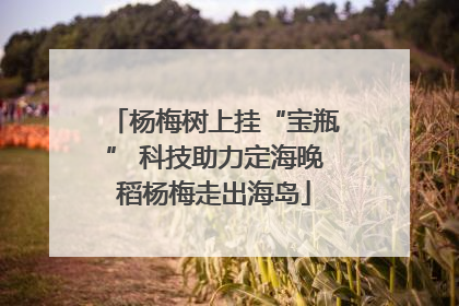 杨梅树上挂“宝瓶” 科技助力定海晚稻杨梅走出海岛