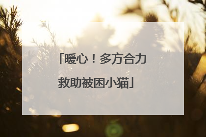 暖心！多方合力救助被困小猫