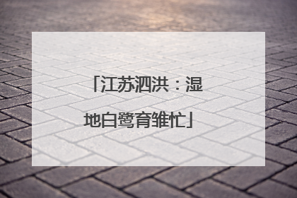 江苏泗洪：湿地白鹭育雏忙