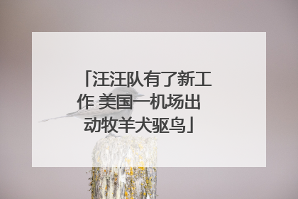 汪汪队有了新工作 美国一机场出动牧羊犬驱鸟