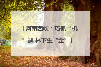 河南西峡：巧抓“机”遇 林下生“金”
