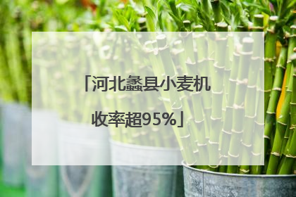 河北蠡县小麦机收率超95%