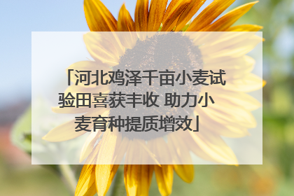 河北鸡泽千亩小麦试验田喜获丰收 助力小麦育种提质增效