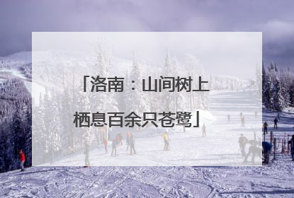 洛南：山间树上栖息百余只苍鹭