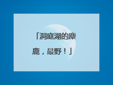洞庭湖的麋鹿，最野！