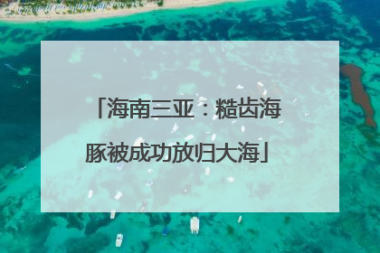 海南三亚：糙齿海豚被成功放归大海