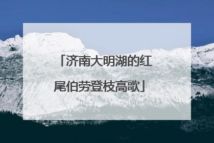 济南大明湖的红尾伯劳登枝高歌