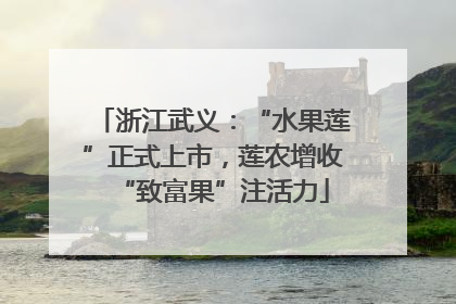 浙江武义：“水果莲”正式上市，莲农增收“致富果”注活力