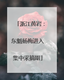 浙江黄岩：东魁杨梅进入集中采摘期