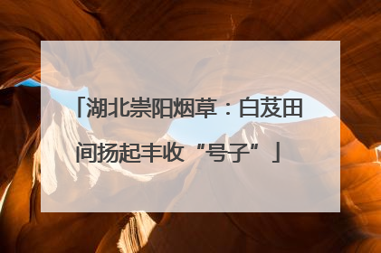 湖北崇阳烟草：白芨田间扬起丰收“号子”