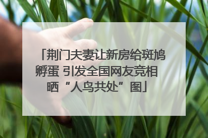 荆门夫妻让新房给斑鸠孵蛋 引发全国网友竞相晒“人鸟共处”图