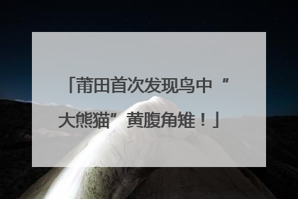 莆田首次发现鸟中“大熊猫”黄腹角雉！