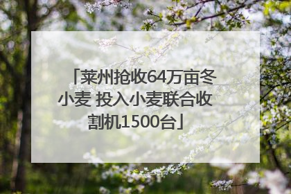 莱州抢收64万亩冬小麦 投入小麦联合收割机1500台
