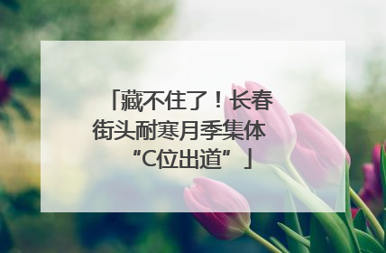 藏不住了！长春街头耐寒月季集体“C位出道”