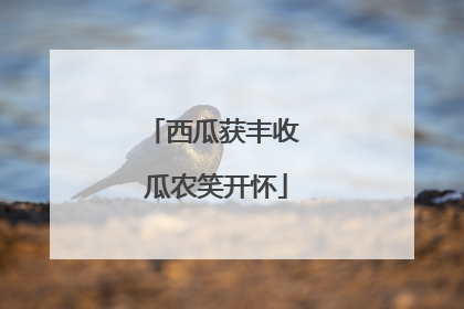 西瓜获丰收 瓜农笑开怀