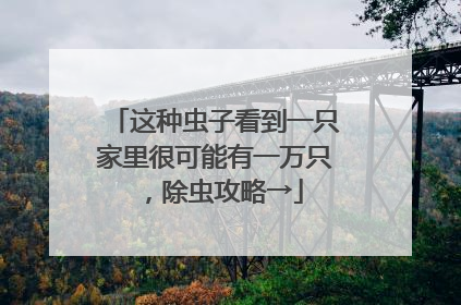 这种虫子看到一只家里很可能有一万只，除虫攻略→