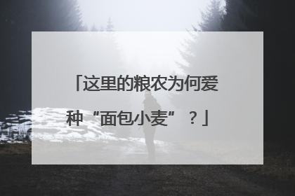 这里的粮农为何爱种“面包小麦”？