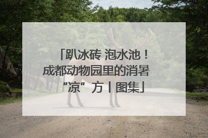 趴冰砖 泡水池！成都动物园里的消暑“凉”方丨图集