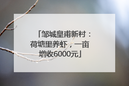 邹城皇甫新村：荷塘里养虾，一亩增收6000元