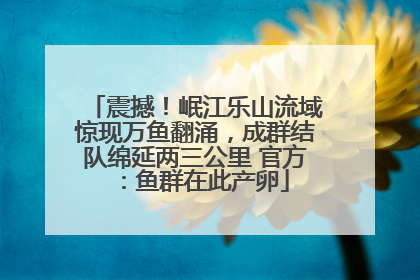 震撼！岷江乐山流域惊现万鱼翻涌，成群结队绵延两三公里 官方：鱼群在此产卵