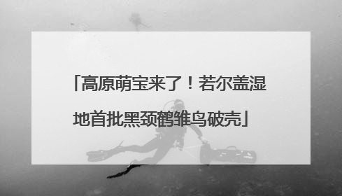 高原萌宝来了！若尔盖湿地首批黑颈鹤雏鸟破壳