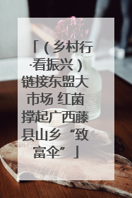 （乡村行·看振兴）链接东盟大市场 红菌撑起广西藤县山乡“致富伞”