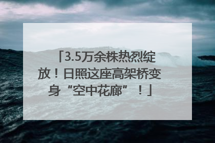 3.5万余株热烈绽放！日照这座高架桥变身“空中花廊”！